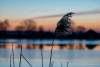 Abendstimmung am Guggi - 019