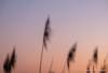 Abendstimmung am Guggi - 015